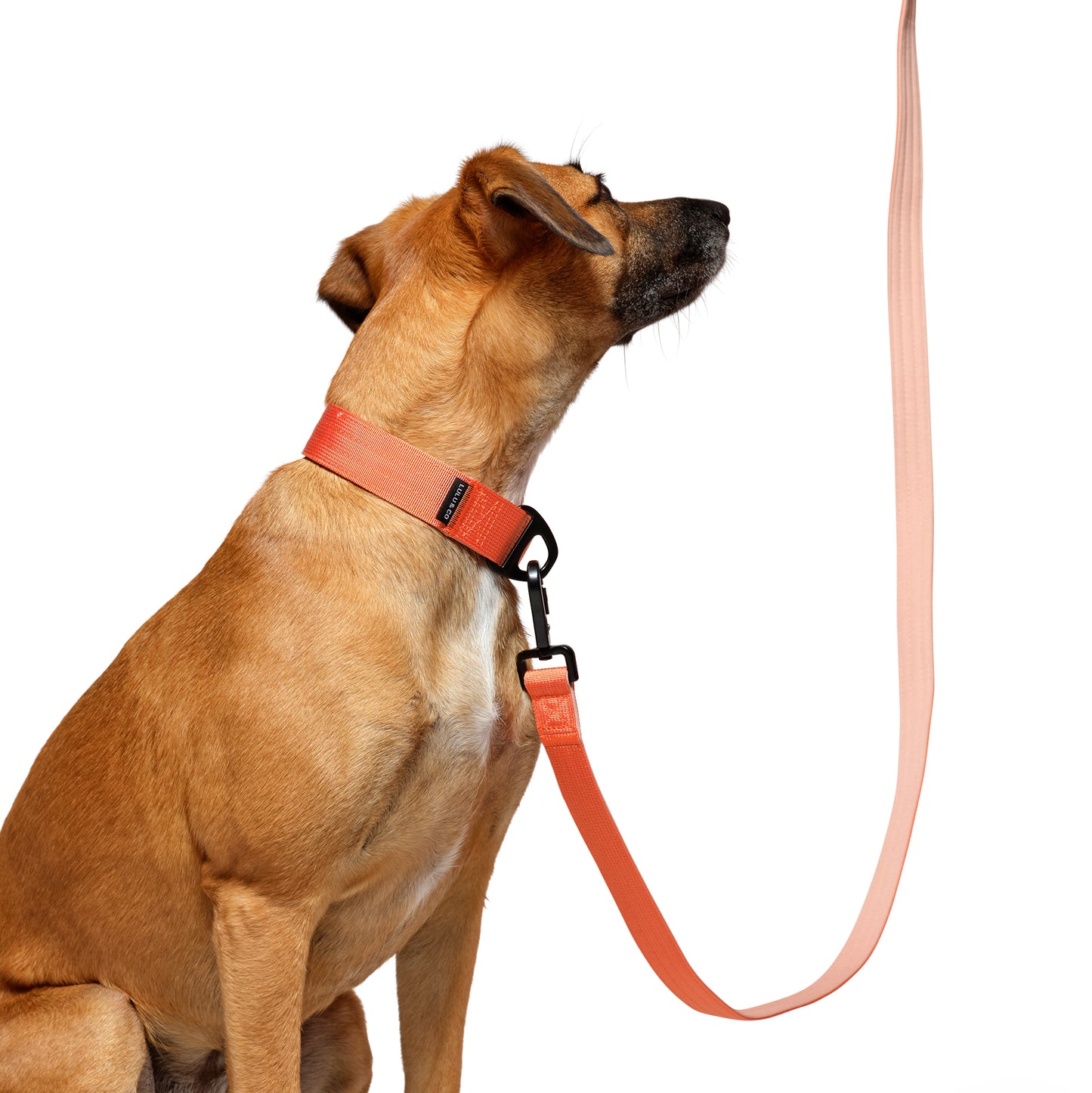 Correa para perro con anilla D - Naranja coral