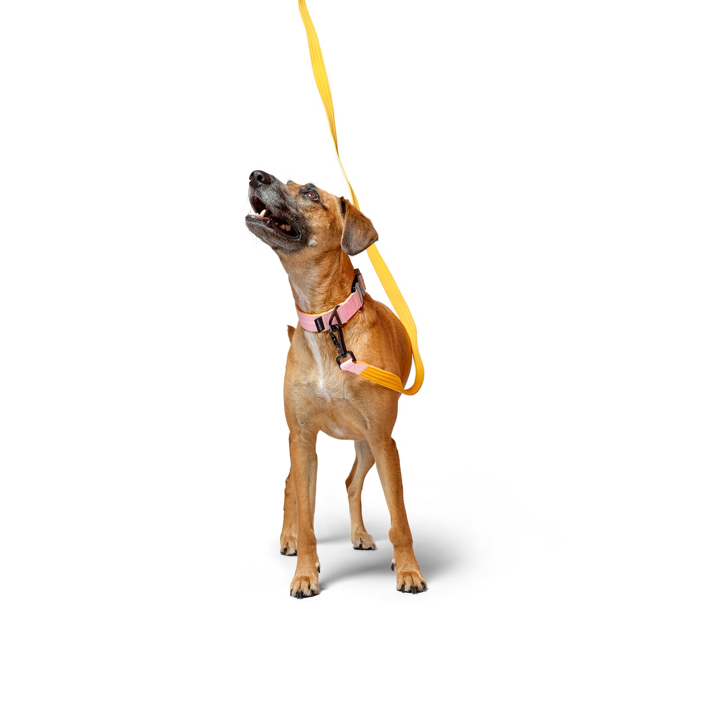 Collar para perro - Rosa claro