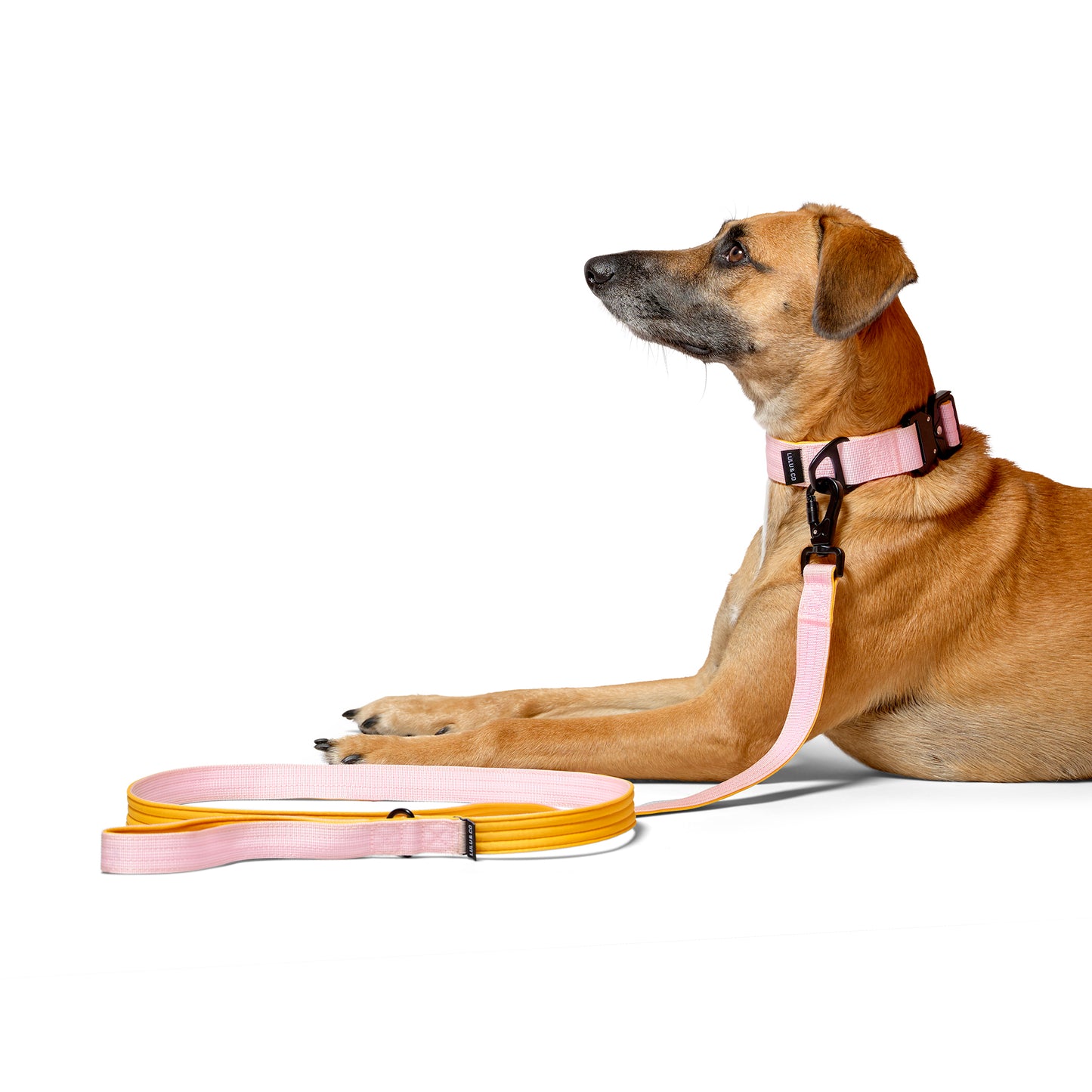 Collar para perro - Rosa claro