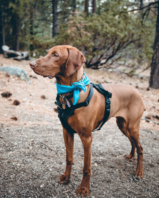 Comprar un arnés para perros: una guía completa