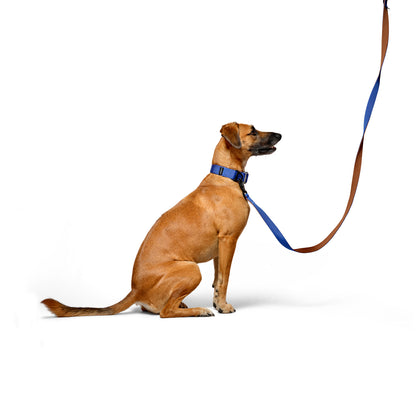 D-Ring Dog Lead - Cobalt Blue