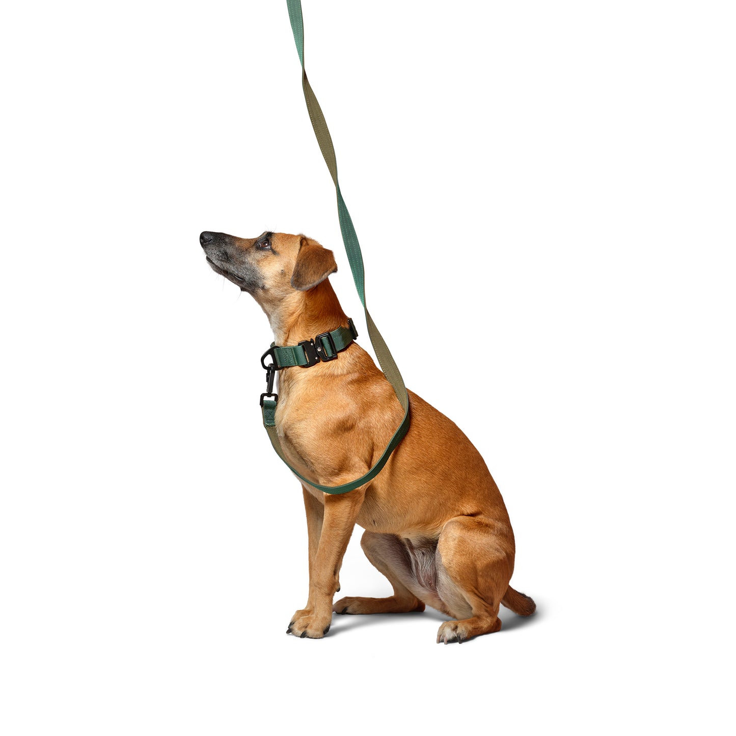 D-Ring Dog Lead - Pine Green