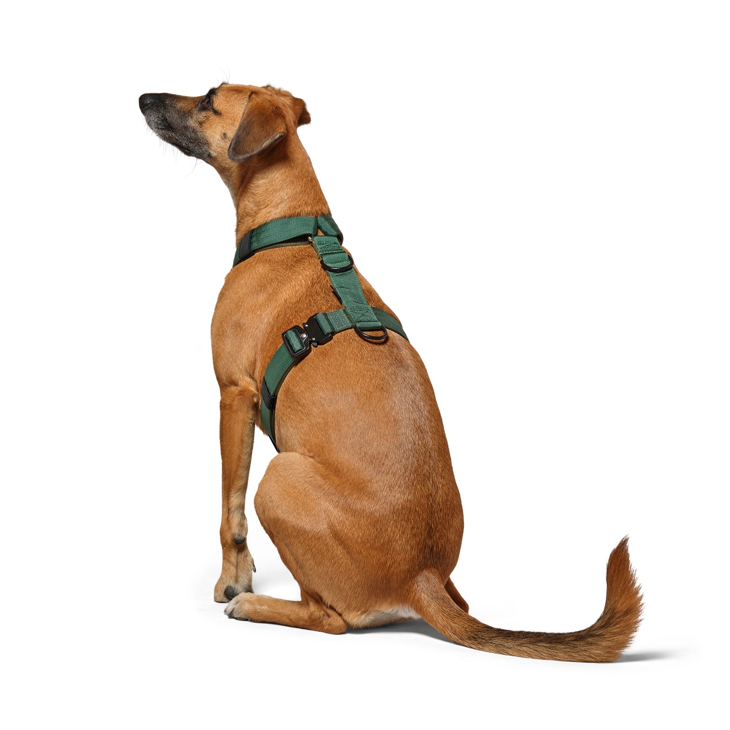 No-pull Comfort Harness - Pine Green